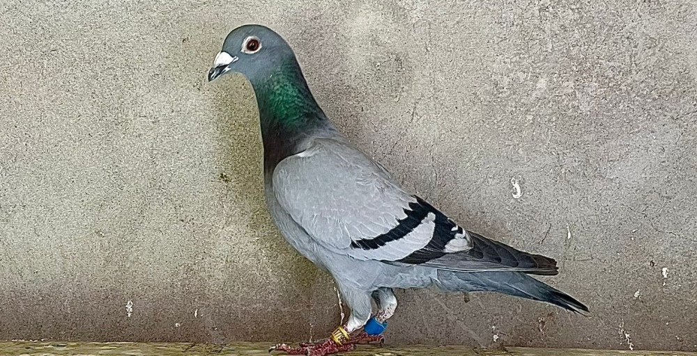 Ejemplar de Marcelo Castillo ganador Individual