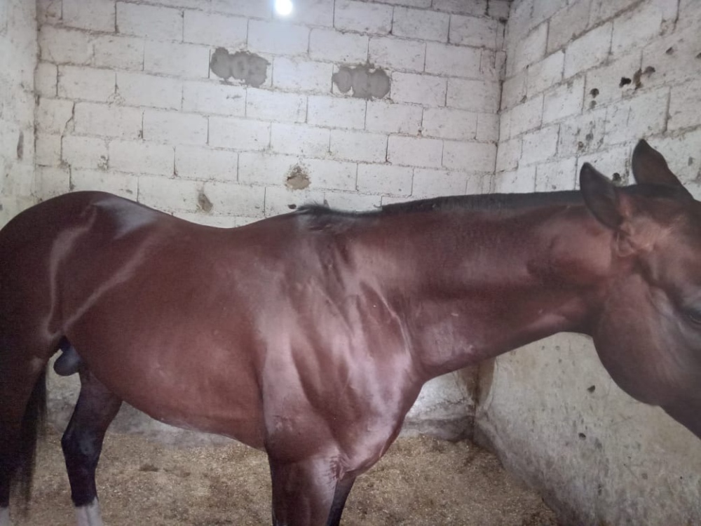 Caballos de Tornquist dirán presente en la gran reunión hípica de Olavarría