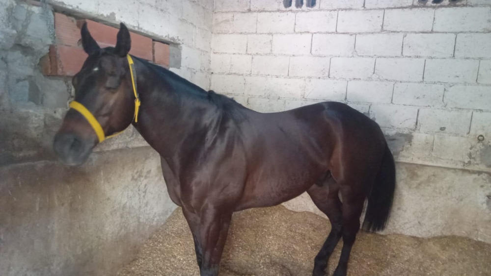 Caballos de Tornquist dirán presente en la gran reunión hípica de Olavarría
