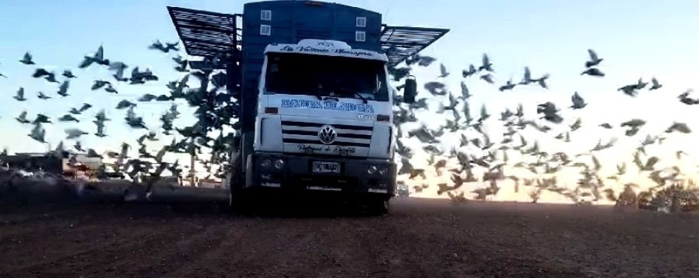 Comienza la actividad colombófila en nuestra ciudad