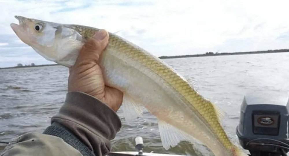 Desde el 1 de septiembre comienza la veda del pejerrey en las lagunas bonaerenses