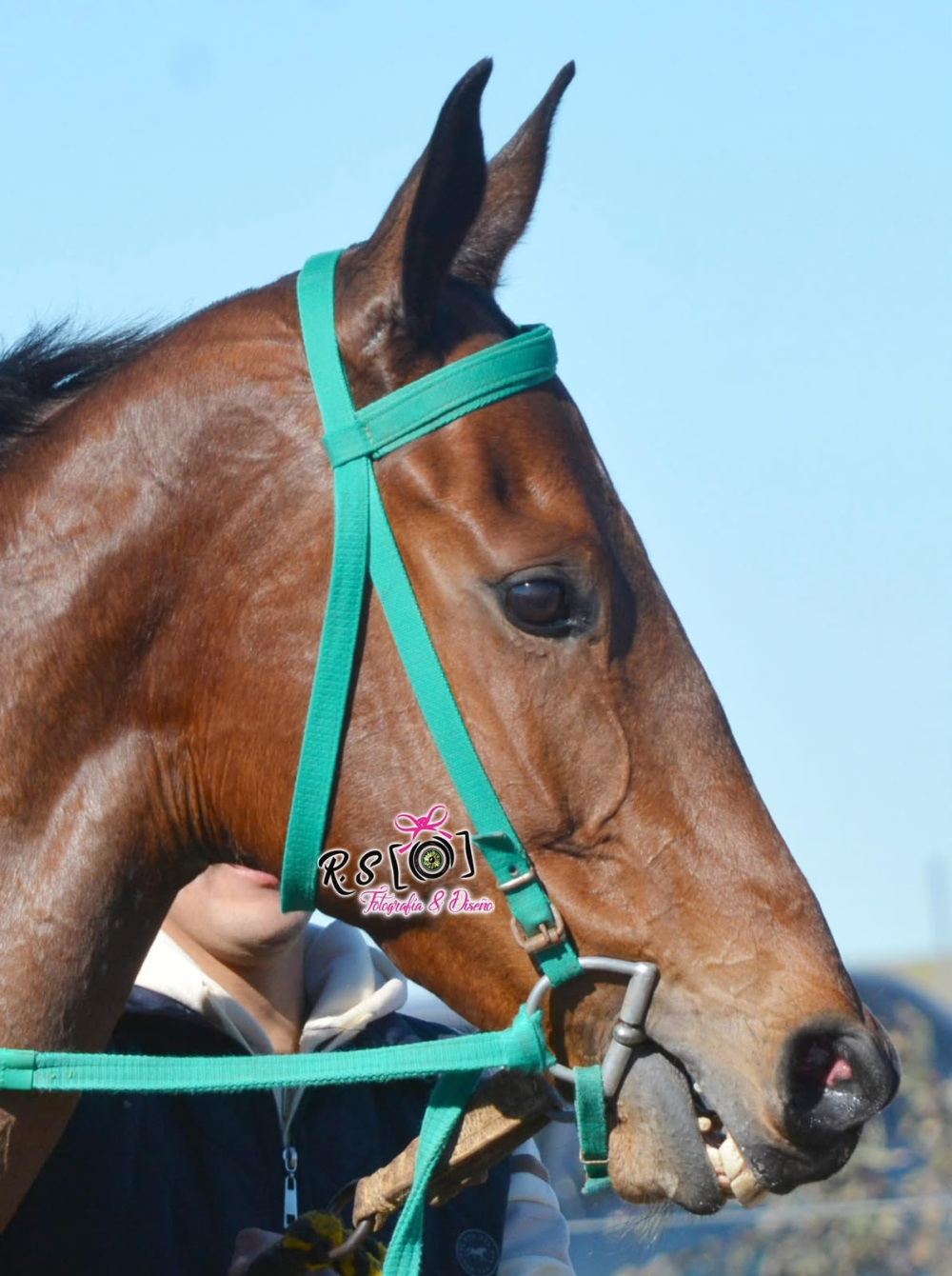 El Stud El Arroyito brilló en Villalonga con tres triunfos y un segundo puesto