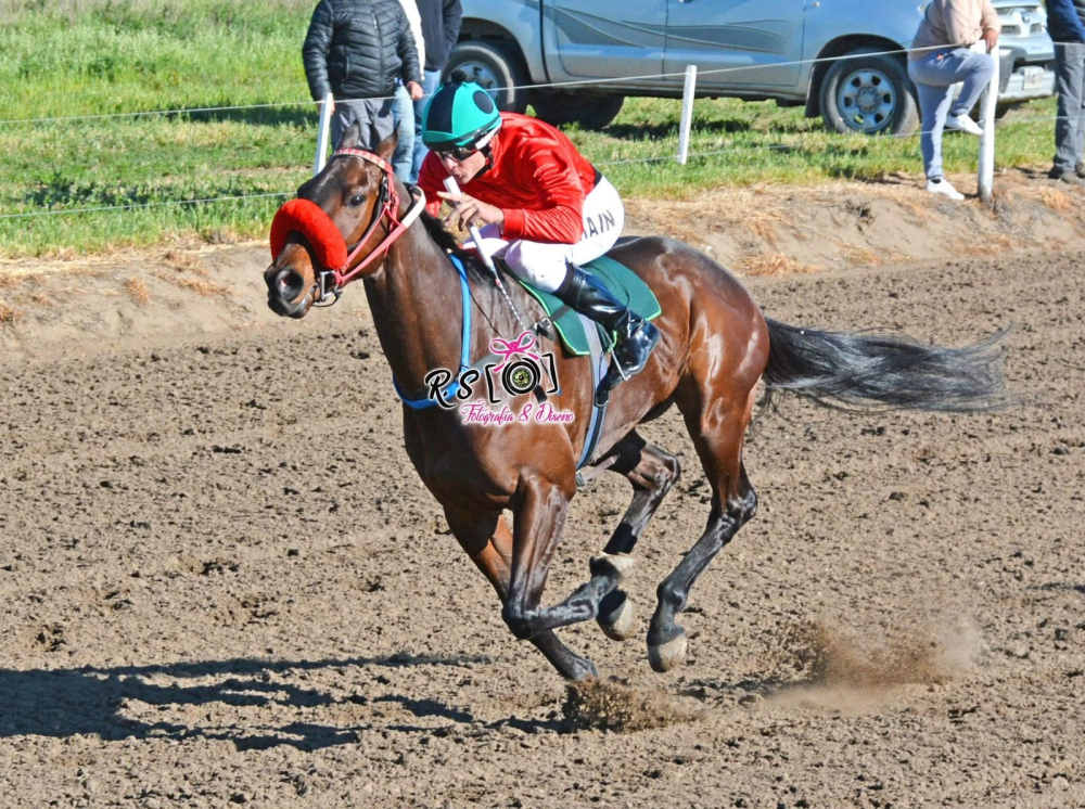 El Stud El Arroyito brilló en Villalonga con tres triunfos y un segundo puesto