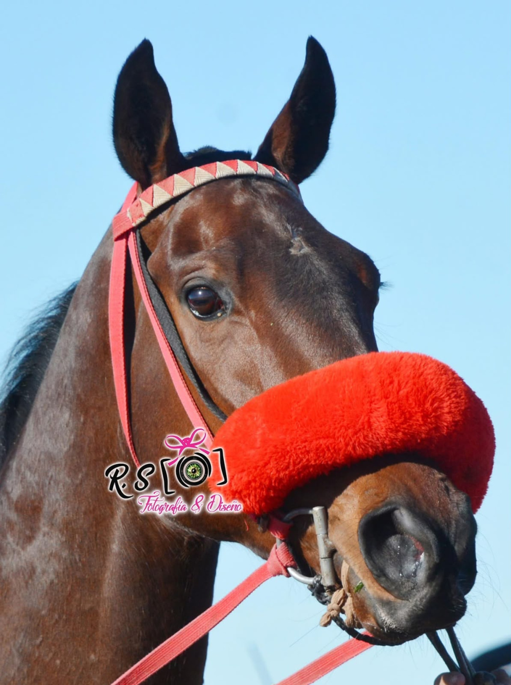 El Stud El Arroyito brilló en Villalonga con tres triunfos y un segundo puesto