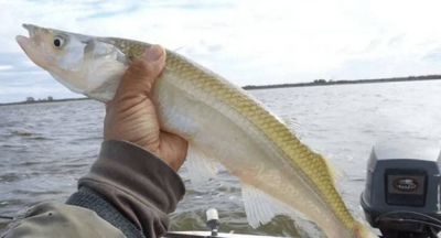 Desde el 1 de septiembre comienza la veda del pejerrey en las lagunas bonaerenses