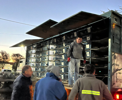 Colomb&oacute;filas: 270 palomas fueron encestadas en Tornquist para el nacional de Villa Mercedes