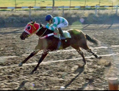 Tres caballos, al cuidado de Narciso Mengui, competir&aacute;n este domingo en Doblas